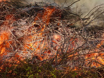 Close-up of tree