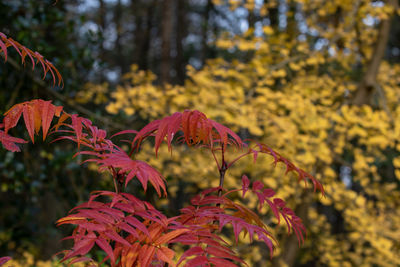 Close-up of autumnal leaves against blurred background