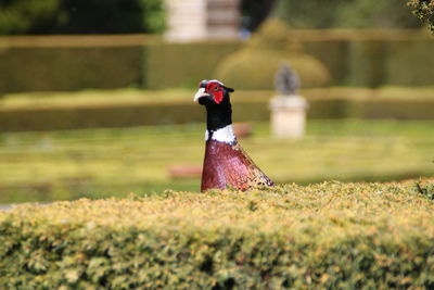 Close-up of bird on field