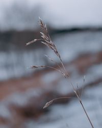 Close-up of plant against sky