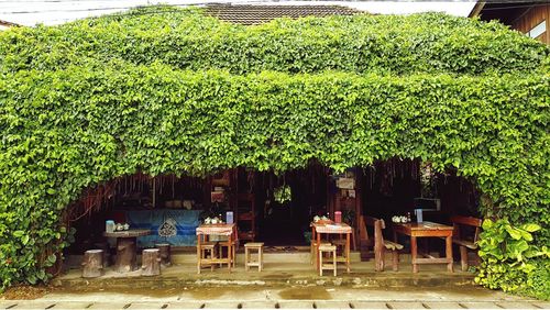 Chairs and table against trees