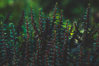 Close-up of plants growing on field