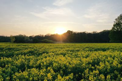 Scenic view of field against sky during sunset