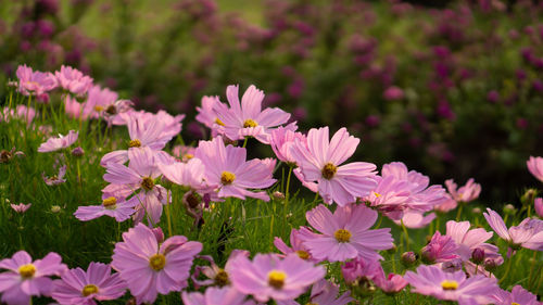 Pretty pink petals of cosmos flowers blossom on green leaves and small bud in a field