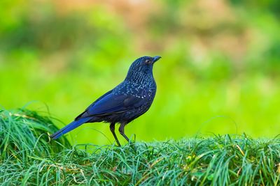 Close-up of a bird perching on a field