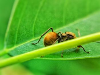 Close-up of insect on leaf
