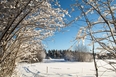 Bare trees on snow covered landscape against blue sky