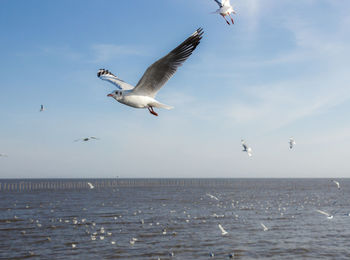 Seagulls flying over sea against sky