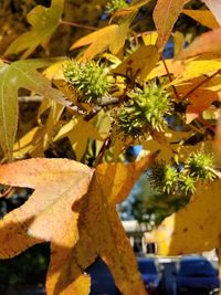 Close-up of yellow flowering plant during autumn