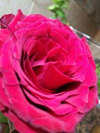 Close-up of pink rose blooming outdoors