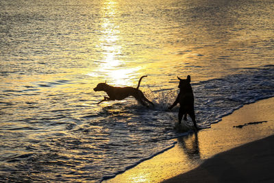Silhouette dog on beach during sunset