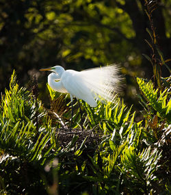 View of a bird