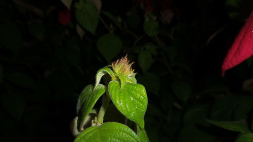 Close-up of insect on flower