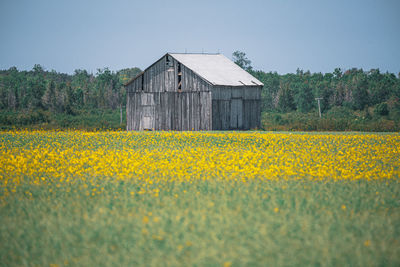 Scenic view of field against clear sky