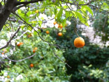 Low angle view of tree