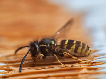 Macro shot of bee