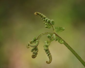 Close-up of insect on plant