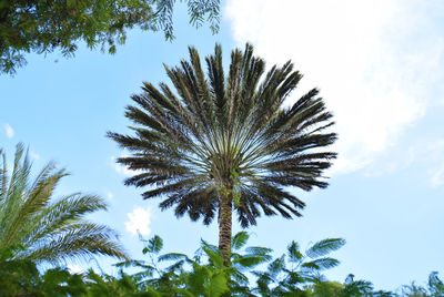 Low angle view of palm trees against blue sky