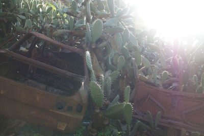 Close-up of succulent plants in sunlight