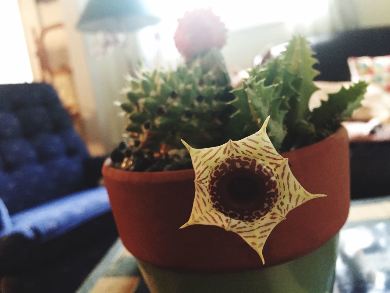 CLOSE-UP OF POTTED PLANTS