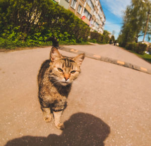 Cat sitting on road