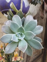 plant