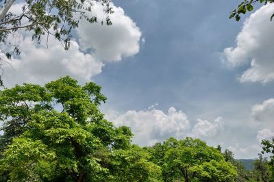 Low angle view of trees against sky