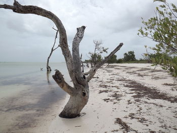 Driftwood on tree trunk by sea against sky