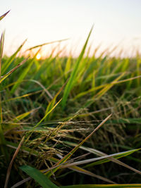 Close-up of wheat growing on field