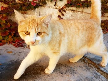 Portrait of ginger cat