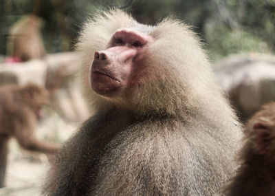 Close-up of monkey