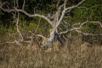 Tiger hiding behind tree