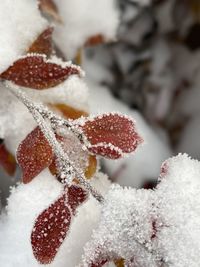 Close-up of frozen plant