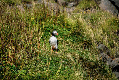 View of bird perching on grass