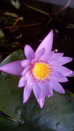 Close-up of pink water lily