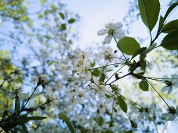 Low angle view of cherry blossoms in spring