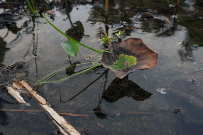 High angle view of leaves floating on water