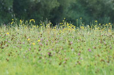 Close-up of flowering plants on field