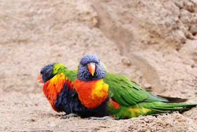 Close-up of parrot