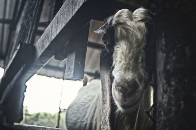 Close-up of a horse