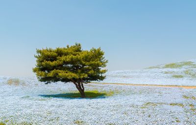 Tree by sea against clear sky