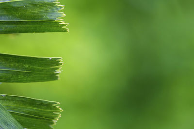 Close-up of fresh green leaves