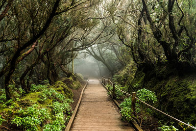 Footpath amidst trees in forest