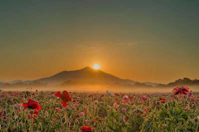 Red flowering plants on field against sky during sunset