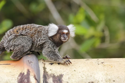 Close-up of monkey