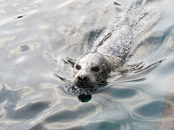 High angle view of seal swimming in sea