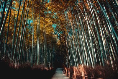 Low angle view of bamboo trees in forest