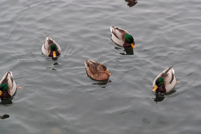 High angle view of mallard ducks swimming in lake