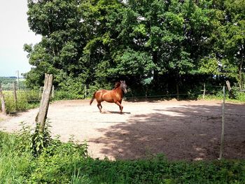 Horse in a field