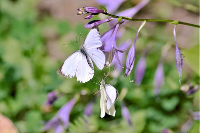 Close-up of butterfly on purple flowering plant